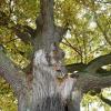 Ein verspannter Baum. Ein verspannter Baum.