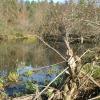 Der Fischteich III am Sambach wird in ein Biotop umgewandelt, die notwendigen Arbeiten erledigt der Biber, dessen Fraßspuren zu erkennen sind.