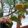Sie duftet, blüht und trägt im Pflanzenhaus weiter Früchte: die Zitrusfrucht Buddhas Hand. Sie duftet, blüht und trägt im Pflanzenhaus weiter Früchte: die Zitrusfrucht Buddhas Hand.