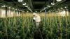 Das Foto zeigt legalen Cannabis-Anbau für medizinische Zwecke in der Schweiz. Solche Anlagen könnte es bald auch in Deutschland geben, wenn Cannabis zu Genusszwecken legalisiert wird.  