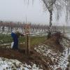 In Eigeninitiative pflanzte die Ortsgruppe Buchbrunn des Bund Naturschutz Anfang Dezember trotz widriger Wetterlage in der Flur 18 Wildobstbäume.