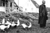 Die Gänse wollten in den 1960-er Jahren vom Bürgermeister Dr. Hans Popp in Haßfurt persönlich hören, warum man sie im neuen Siedlungsgelände nicht mehr dulden möchte. Die Gänse wollten in den 1960-er Jahren vom Bürgermeister Dr. Hans Popp in Haßfurt persönlich hören, warum man sie im neuen Siedlungsgelände nicht mehr dulden möchte.