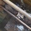 In einem Wasserschacht ist in Gerolzhofen ein Waschbär steckengeblieben. Die Feuerwehr befreite das Tier. In einem Wasserschacht ist in Gerolzhofen ein Waschbär steckengeblieben. Die Feuerwehr befreite das Tier.