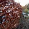 Sichtschutz im Sommer und im Winter: Buchen lassen sich einfach in Form schneiden. Sichtschutz im Sommer und im Winter: Buchen lassen sich einfach in Form schneiden.