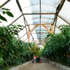 Marke Eigenbau ist das Foliengewächshaus, das die drei Jungunternehmer in Euerbach für ihre Chili-Pflanzen bauten. Marke Eigenbau ist das Foliengewächshaus, das die drei Jungunternehmer in Euerbach für ihre Chili-Pflanzen bauten.