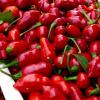 Scharfe Sache: Chili aus dem eigenen Anbau werden in Euerbach zu pikanten Soßen. Drei junge Geschäftsleute haben sich darauf spezialisiert. 