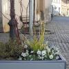 Unbekannte verwüsten regelmäßig die Bepflanzung in den Blumenkästen in der Gerolzhöfer Altstadt, wie hier in der Spitalstraße.