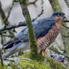 Vogel des Monats Februar: Der Sperber - wendiger Greifvogel mit Überraschungsangriff auf Singvögel.
