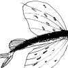 Fisch: Buchillustration von Janik Söllner.