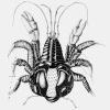 Buchillustration: Krabbe Buchillustration: Krabbe