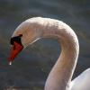 Schwan nach der Morgenwäsche am neuen See in Gerolzhofen.