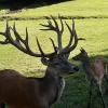 Mit seinem prächtigen Geweih war er der Chef im Rotwildgehege des Wildparks in Gersfeld. Nun ist der Brunfthirsch nach einem Kampf mit einem Jungtier verendet.