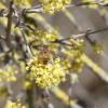 Wildbienen nutzen das erste Nektarangebot der Kornelkirsche und anderer Frühblüher im Flurwäldchen.