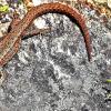 Im Lesesteinhaufen und am sonnigen Rand des Flurwälchens finden Reptilien wie dieses Zauneidechsenweibchen ein ungestörtes Zuhause.