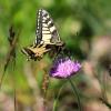 Das neueGesetz schützt zum Beispiel den Schwalbenschwanz (Schmetterling), der hier auf einer Acker-Witwenblume sitzt. Beide Arten sind typischer Bestandteil von Flachland-Mähwiesen.
