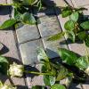 Mit der Ermordung von Heinrich und Jenny Baumann durch die Nazis endeten Jahrhunderte jüdischen Lebens in Allersheim. Mit der Ermordung von Heinrich und Jenny Baumann durch die Nazis endeten Jahrhunderte jüdischen Lebens in Allersheim.
