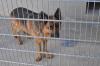Hund Bastion blickt schüchtern aus seinem Gehege im Tierheim Schwebheim hervor.