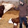 Keine Angst vor großen Tieren: Dank seiner ruhigen Art darf Patrick Eichler sich sogar den ganz jungen Kälbern nähern. Keine Angst vor großen Tieren: Dank seiner ruhigen Art darf Patrick Eichler sich sogar den ganz jungen Kälbern nähern.