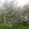 Auch auf dieser Streuobstwiese stehen die Bäume in voller Blüte.