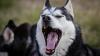 Ein Husky zeigt seine Zähne. Nach der Beißattacke in Heßlar fordert Peta Konsequenzen. Symbolbild