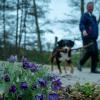Hundebesitzerinnen und Hundebesitzer in Rieneck können aufatmen, es gibt wohl doch keine Giftköder. Darauf weisen die Polizei und Bürgermeister Sven Nickel in einer gemeinsamen Pressemitteilung hin. Symbolfoto.