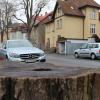 Gefällte Bäume in der Kitzinger Kanzler-Stürtzel-Straße: Auch künftig wird es in der Stadt keine Baumschutzverordnung geben.