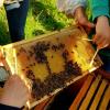 Aus nächster Nähe konnten die Kinder die Bienen im Bienenkasten beobachten.