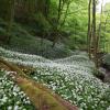 Im Mai erobert der große Flächen im Steigerwald, so auch im Böhlgrund: Der Bärlauch mit seinen weißen Blüten. 