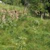 Brombeergestrüpp statt Magerrasen: Insbesondere Flächen in ungünstigen Lagen, wie beispielsweise hier an einem steilen, terrassierten Maintalhang, sind bedroht.