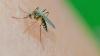 Stechmücken können in sehr selten Fällen beim Blutsaugen auch Krankheiten übertragen. Hier ein Exemplar der Art Aedes vexans, die am häufigten in Deutschland vorkommende Stechmücke.