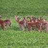 Zwischen Stadelschwarzach und Prichsenstadt ist zum zweiten Mal ein Rudel Damwild ausgebrochen. Bereits am Freitag vor Pfingsten standen die Tiere auf offenem Feld und waren zwei Wochen später immer noch nicht im Gehege zurück.