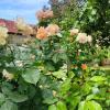 Rosenblüte : An diesem Wochenende öffnen viele Gärten in Unterfranken ihre Türen. 
