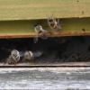 Gleich neben dem Lindenbrunnenweg starten die Bienen zu ihren "Sammelflügen". Die Bezeichnung "fleißige Bienen" kommt nicht von ungefähr. Für ein Gramm Honig müssen 8000 bis 10.000 Blüten besucht werden, für ein Kilo Honig legen Bienen eine Strecke zurück, die so lange ist wie der dreifache Erdumfang. Gleich neben dem Lindenbrunnenweg starten die Bienen zu ihren "Sammelflügen". Die Bezeichnung "fleißige Bienen" kommt nicht von ungefähr. Für ein Gramm Honig müssen 8000 bis 10.000 Blüten besucht werden, für ein Kilo Honig legen Bienen eine Strecke zurück, die so lange ist wie der dreifache Erdumfang.