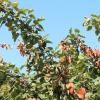 Feuerbrandbefall an einer Quitte