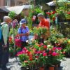 Das Rosenblütenfest mit seiner duftenden Fülle ist eines der Höhepunkte
unter den Veranstaltungen in Creglingen