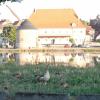 Idylle am Segnitzer Mainufer, doch die Nilgänse iim Vordergrund stellen zunehmend ein Problem dar. In Segnitz, so Bürgermeister Peter Matterne, dürfen sie vereinzelt abgeschossen werden, was zu einer leichten Entspannung geführt hat.