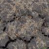 Die extreme Trockenheit der vergangenen Wochen trägt maßgeblich zu Bodenrissen bei.