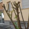 Nicht mehr viel übrig ist nach einer Pflegeaktion an diesem Busch in der Breslauer Straße geblieben.  