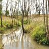 Ein hoher Wasserstand der Saale zwischen Bad Königshofen und Großeibstadt zeigt die Tätigkeit des Bibers.