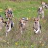 Lange bevor die Reiter kamen, sah man die Beagles, die über die Felder und Wiesen preschten, immer der ausgelegten Geruchsspur folgend.