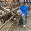 Kleiner Streichelzoo: Gerade auch für die kleinesten Besucher war einiges geboten am 20. Rhöner Bauernmarkt. Kleiner Streichelzoo: Gerade auch für die kleinesten Besucher war einiges geboten am 20. Rhöner Bauernmarkt.