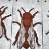 Die Berliner Künstlerin und Imkerin Bärbel Rothhaar schuf Reliefs, die ertastet werden können, um die Anatomie der Bienen zu erforschen.
