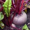 Bereits im Garten bringt die Rote Bete Farbe ins Beet.