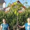 Christine Flügge und Katja Walter-Helk beim Pflanzen des Bienenbaumes in Erbshausen am 30. September 2022. Christine Flügge und Katja Walter-Helk beim Pflanzen des Bienenbaumes in Erbshausen am 30. September 2022.