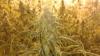Dieses Bild machte die Kripo, als sie am 30. November vergangenen Jahres ein ehemals landwirtschaftliches Anwesen im Landkreis Rhön-Grabfeld durchsuchte und dabei auf 1651 erntereife Cannabis-Pflanzen stieß.