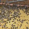 Ein Seminar zum Thema  Bienenkrankheiten hält der Imkerkreisverband Haßberge in Kirchlauter ab.