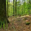Alte Buchenwälder des Steigerwalds.