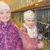 Auf Begeisterung bei großen und kleinen Besucherinnen stieß die Kreis-Kaninchenschau in Urspringen.