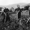 Beschwerliche Arbeit in der Landwirtschaft: Kartoffelernte in Sackenbach bei Lohr in den 1950er-Jahren. Beschwerliche Arbeit in der Landwirtschaft: Kartoffelernte in Sackenbach bei Lohr in den 1950er-Jahren.
