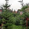 Frisch geschlagene Weihnachtsbäume wurden im Gramschatzer Pfarrgarten angeboten.